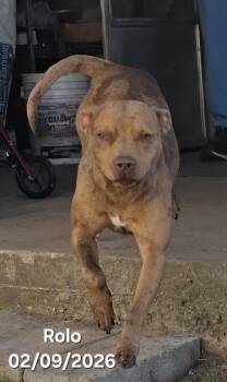 Catahoula Leopard Dog and Staffordshire Bull Terrier Dogs Available for Adoption - Rolo | PetCurious