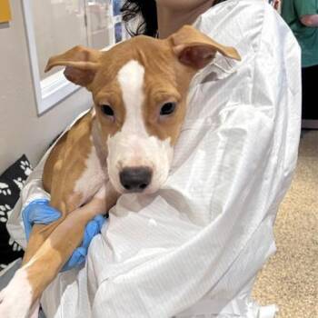The Sun -  Boxer and Pit Bull Terrier Dog for Adoption in Tempe, Arizona - The Sun | PetCurious