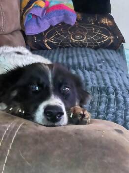 Jojo -  Border Collie Dog for Adoption in Edmonton, Alberta - Jojo | PetCurious