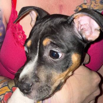 Harmony -  Shepherd and Terrier Dog for Adoption in Incline Village, Nevada - Harmony | PetCurious