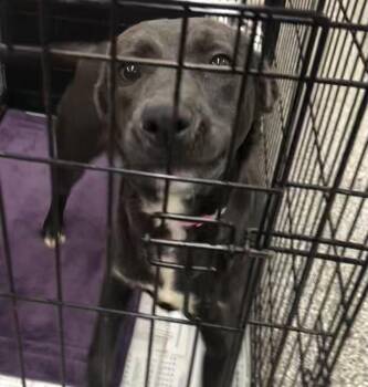 Labrador Retriever Dogs Available for Adoption - Pearl | PetCurious