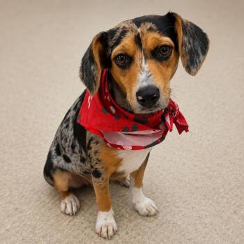 Dottie -  Beagle and Australian Cattle Dog Blue Heeler Dog for Adoption in Plain City, Ohio - Dottie | PetCurious
