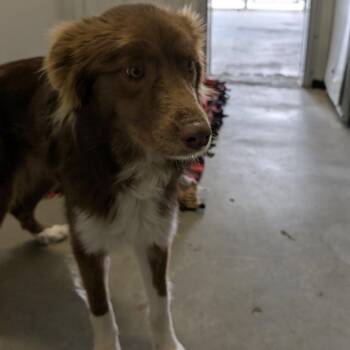 Australian Shepherd Dogs Available for Adoption in Buffalo, Wyoming - Tootsie | PetCurious