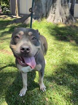 Envy -  Fox Terrier and Mixed Breed Dog for Adoption in Honolulu, Hawaii - Envy | PetCurious