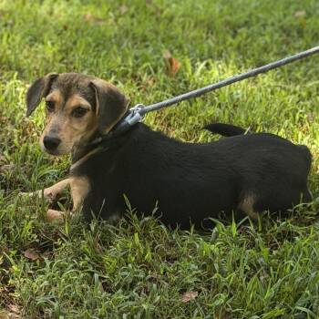 LUNA -  Beagle Dog for Adoption in Locust Fork, Alabama - LUNA | PetCurious