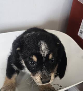 Tolstoy -  Terrier Dog for Adoption in Cleveland, Tennessee - Tolstoy | PetCurious