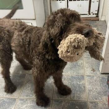 Labradoodle Dogs Available for Adoption in Long Beach, Mississippi - Thor | PetCurious
