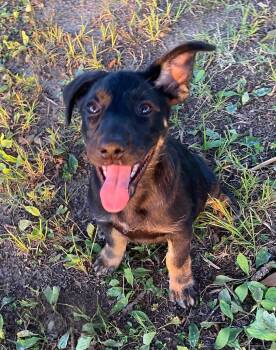 Luna -  German Shepherd Dog and Labrador Retriever Dog for Adoption in Glocester, Rhode Island - Luna | PetCurious
