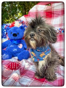 Fifi -  Affenpinscher and Brussels Griffon Dog for Adoption in Sebring, Florida - Fifi | PetCurious