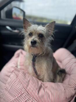 Cairn Terrier and Yorkshire Terrier Dogs Available for Adoption - Ginger | PetCurious