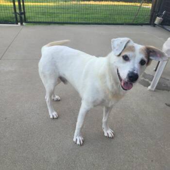 Zeppelin 5853 D -  Mixed Breed Dog for Adoption in Frankfort, Kentucky - Zeppelin 5853 D | PetCurious