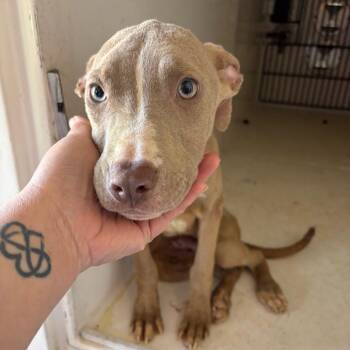 Pit Bull Terrier Dogs Available for Adoption in Birmingham, Alabama - Chip | PetCurious