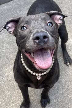 Riva -  Pit Bull Terrier Dog for Adoption in Chicago, Illinois - Riva | PetCurious