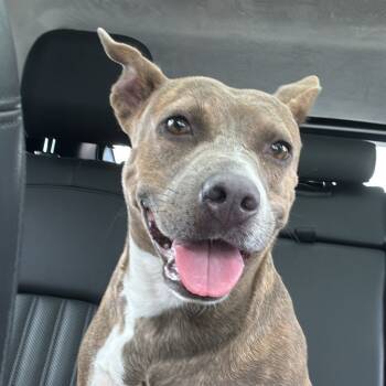 Rescue Mixed Breed Dogs for Adoption in Merritt Island, Florida - Lorrie | PetCurious