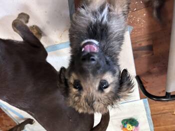 German Shepherd Dog and Rough Collie Dogs Available for Adoption in Winder, Georgia - Zen 2026-198 | PetCurious