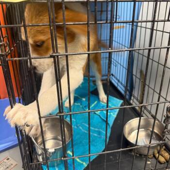 Collie Dogs Available for Adoption in Corsicana, Texas - Orchid P46344 *Already Chipped* | PetCurious