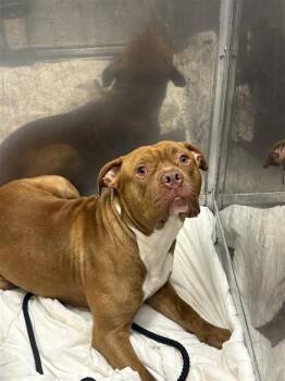 Mixed Breed Dogs Available for Adoption in West Chester, Pennsylvania - Mellow | PetCurious