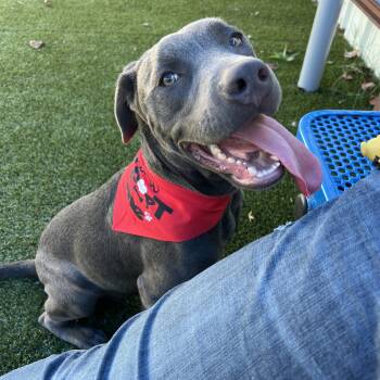 Rescue American Bully and Boxer Dogs for Adoption in Warr Acres, Oklahoma - Zotz | PetCurious