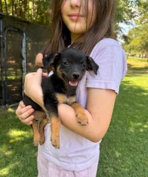 Barnaby -  Shih Tzu and Chihuahua Dog for Adoption in Princeton, Massachusetts - Barnaby | PetCurious