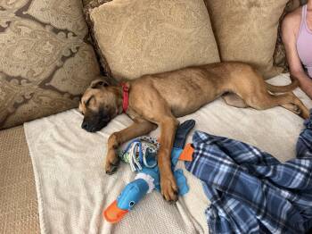 Moe -  Labrador Retriever Dog for Adoption in The Woodlands, Texas - Moe | PetCurious