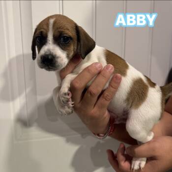 Rescue Pug and Mixed Breed Dogs for Adoption in San Antonio, Texas - Abby | PetCurious