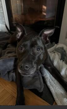 Cali -  American Staffordshire Terrier Dog for Adoption in Merrimac, Massachusetts - Cali | PetCurious