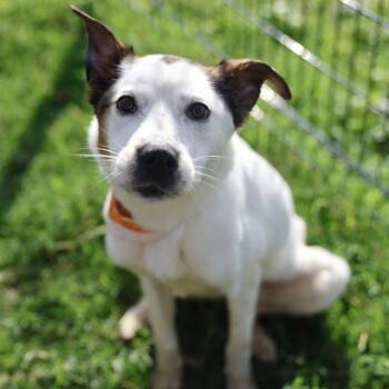 KODA BEAN -  Australian Cattle Dog Blue Heeler Dog for Adoption in San Antonio, Texas - KODA BEAN | PetCurious