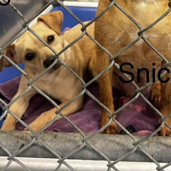 Chihuahua Dogs Available for Adoption in Washington, District Of Columbia - Sugar | PetCurious