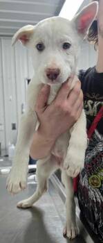 Rescue Husky Dogs for Adoption in Hillsdale, Indiana - Whit | PetCurious