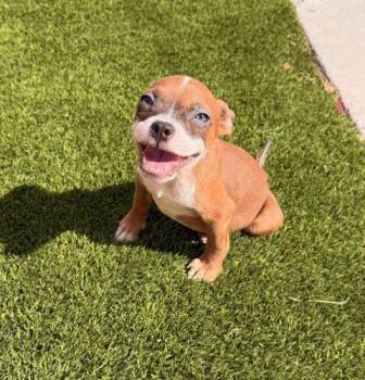 French Bulldog and Mixed Breed Dogs Available for Adoption - Ava | PetCurious