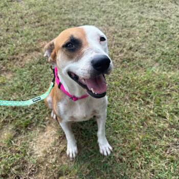 Athena 091401A -  American Staffordshire Terrier and Mixed Breed Dog for Adoption in Amory, Mississippi - Athena 091401A | PetCurious