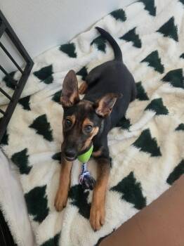 Artichoke -  Shepherd Dog for Adoption in Jamestown, North Dakota - Artichoke | PetCurious