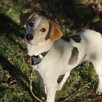 Khloe -  Beagle Dog for Adoption in Shiloh, Illinois - Khloe | PetCurious