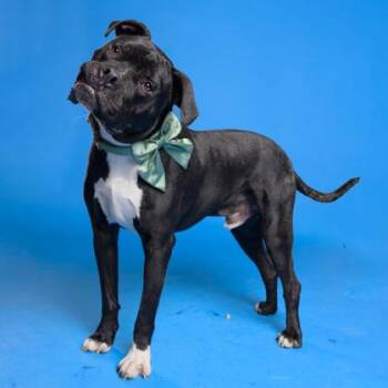 Mixed Breed Dogs Available for Adoption in Atlanta, Georgia - Vegas | PetCurious