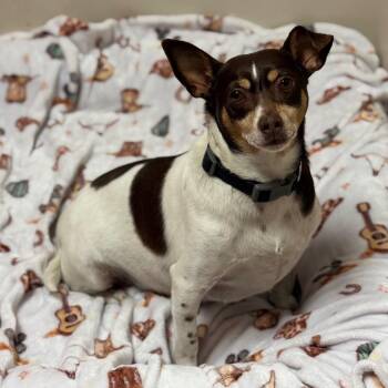 Ollie -  Chihuahua and Dachshund Dog for Adoption in Goleta, California - Ollie | PetCurious