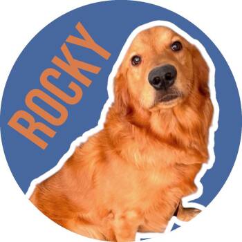 Golden Retriever Dogs Available for Adoption in Fort Worth, Texas - Rocky | PetCurious