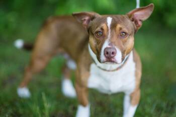 Scooter -  American Staffordshire Terrier and Rat Terrier Dog for Adoption in Kalamazoo, Michigan - Scooter | PetCurious