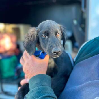 Damien -  Black Labrador Retriever and Poodle Dog for Adoption in Campton Hills, Illinois - Damien | PetCurious