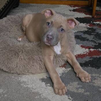 Mixed Breed and Pit Bull Terrier Dogs Available for Adoption in St. Peters, Missouri - Max/Bastian | PetCurious