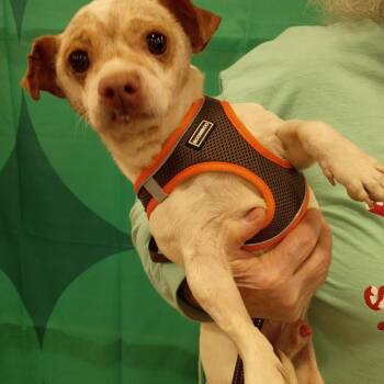 Chihuahua Dogs Available for Adoption - Pinto | PetCurious