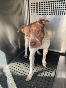 Pit Bull Terrier and Australian Cattle Dog Blue Heeler Dogs Available for Adoption - Gatsby | PetCurious