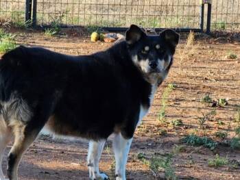 Gertie -  Border Collie and Australian Shepherd Dog for Adoption in Clovis, New Mexico - Gertie | PetCurious