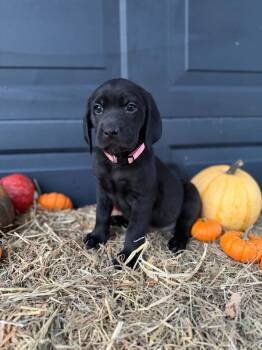 Raven -  Black And Tan Coonhound and Labrador Retriever Dog for Adoption in Dysart, Iowa - Raven | PetCurious