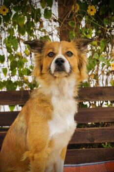 Girl Scout -  Australian Shepherd Dog for Adoption in San Diego, California - Girl Scout | PetCurious