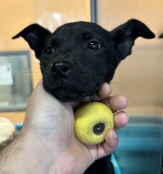 Rescue Labrador Retriever Dogs for Adoption in Lawrenceville, Georgia - Pen 224 Pixie | PetCurious