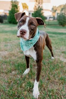 Erica -  American Staffordshire Terrier and Mixed Breed Dog for Adoption in Rock Hill, South Carolina - Erica | PetCurious