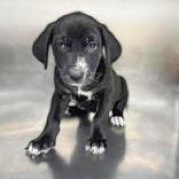 Zazu -  Labrador Retriever Dog for Adoption in Portsmouth, Ohio - Zazu | PetCurious