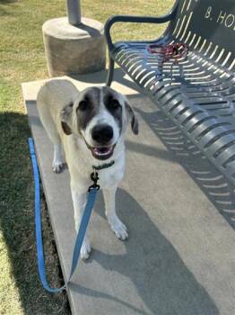 Rescue Mixed Breed Dogs for Adoption in Dallas, Texas - Augustus | PetCurious