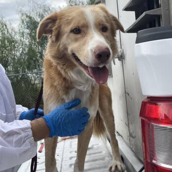 Chip -  Border Collie and Mixed Breed Dog for Adoption in Edinburg, Texas - Chip | PetCurious
