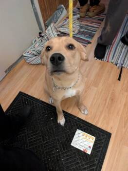 Golden Retriever Dogs Available for Adoption - Bacon | PetCurious